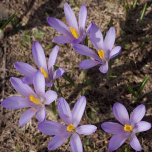 2514 (2-v) Frühlings-Krokus