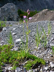 Rotes Waldvögelein