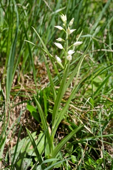 Langblätteriges Waldvögelein