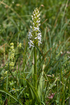 2541 (2-w) Langspornige Handwurz