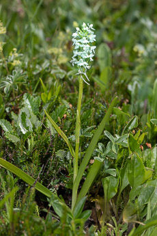 2541 (2-w) Langspornige Handwurz