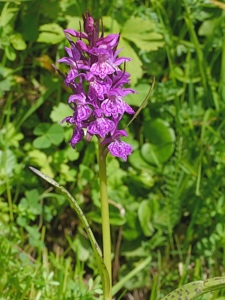 2557 (2-v) Gewöhnliches Geflecktes Knabenkraut