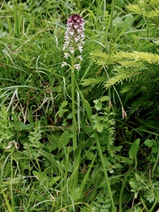 Schwärzliches Knabenkraut