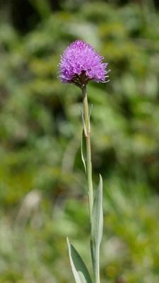 2581 (2-v) Kugelorchis