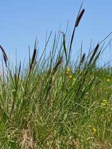 2960? (0-gs) Rätisches Alpen-Lieschgras / Phleum rhaeticum