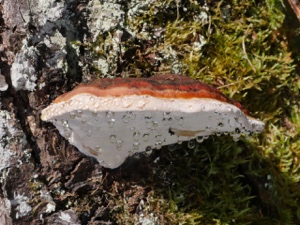 Rotrandiger Baumschwamm? / Fomitopsis pinicola