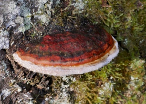 Rotrandiger Baumschwamm? / Fomitopsis pinicola